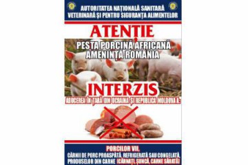 ANSVSA: Campanie de informare pentru a preveni apariția pestei porcine africane în România