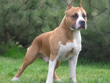 Locuitorii din Poarta 6 sunt speriaţi de un Amstaff. Ce spune Poliţia