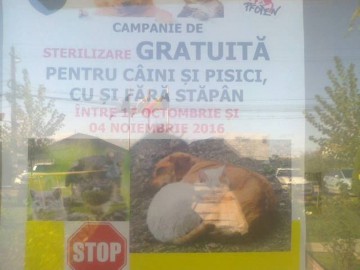 Campania de sterilizare GRATUITĂ pentru câini şi pisici a ajuns la Agigea!