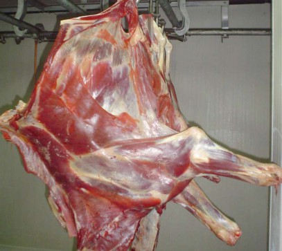 În plină isterie europeană, statul cumpără carne de cal de zeci de miliarde În plină isterie europeană, statul cumpără carne de cal de zeci de miliarde