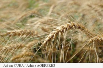 Egiptul a cumpărat 240.000 de tone de grâu din România şi Rusia