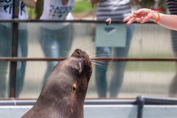 Adio, Johnny! Leul de mare de la Delfinariul Constanţa a murit