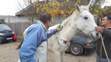 Cal rănit şi abandonat în Eforie