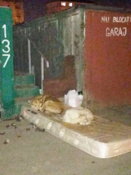 Maidanezii din cartierul Inel II dorm pe saltea de lux!