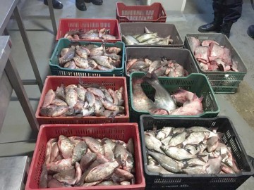Aproximativ 100 kg peşte fără documente legale, confiscate la Negru Vodă