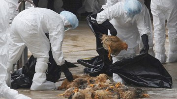 ALERTĂ de gripă aviară la Constanţa! Măsuri drastice de prevenţie