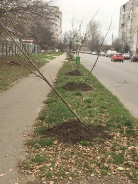 Primăria Constanţa a reluat acţiunile de plantare a arborilor