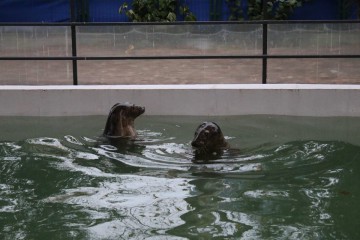 Două foci din Marea Baltică, găzduite de Delfinariul din Constanța