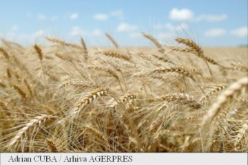 Preţul global al alimentelor a scăzut