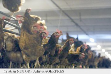 UE a interzis importurile de carne de pasăre din Ucraina