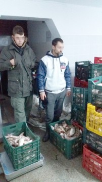 Peşte şi plase monofilament, confiscate de poliţiştii de frontieră