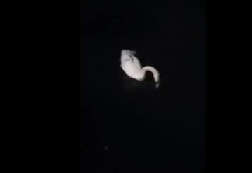 Atenție, constănțeni! Gripa aviară închide târgurile de animale din județ