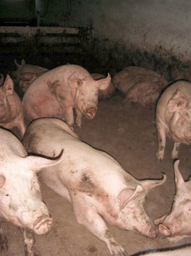 A fost înregistrat primul caz de trichină la Constanţa