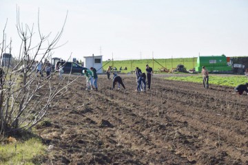 Împădurirea terenurilor degradate din Hârşova şi Chirnogeni, la final