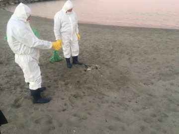 SUSPICIUNE DE GRIPĂ AVIARĂ: Păsări moarte pe plaja din stațiunea Mamaia!