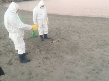 GRIPĂ AVIARĂ: Păsări găsite moarte pe plaja din Mamaia