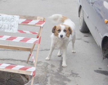 Primăria Constanţa se apucă de sterilizarea câinilor
