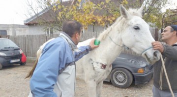 MERENI: Două persoane au refuzat ajutorul autorităţilor! Nu vor să-şi lase calul singur în câmp