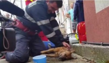 Căţel resuscitat de un pompier, după ce a fost scos dintr-un apartament în flăcări