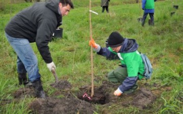 Primăria Constanța continuă acțiunile de plantare a arborilor