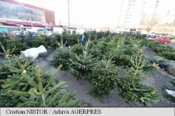 Amenzi de peste 1,5 milioane de lei și 7.657 de pomi de Crăciun confiscați, în urma controalelor silvice