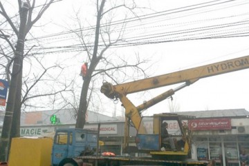 A început toaletarea copacilor în municipiul Constanţa!