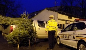 ACȚIUNEA „POMI DE CRĂCIUN”, LA FINAL