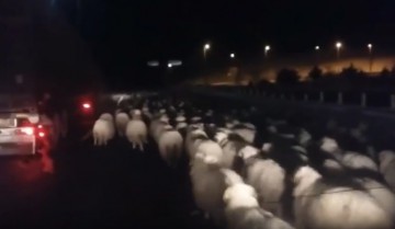 Autostrada Soarelui, PARALIZATĂ timp de două ore de o turmă de oi! VIDEO