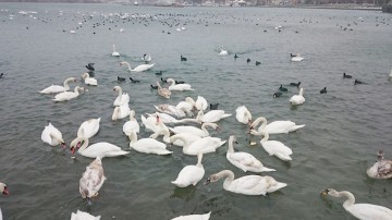 Puzderie de lebede în Portul Turistic din Mangalia