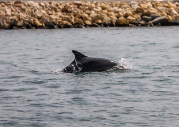 Delfini surprinşi în Marea Neagră – VIDEO