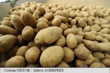 Importurile de cartofi, în creștere cu 45% în primele nouă luni din 2016