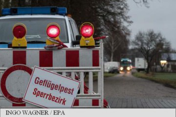 Germania eutanasiază 45.000 de păsări după descoperirea mai multor cazuri de gripă aviară