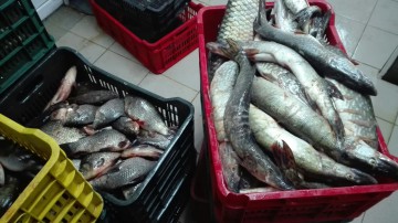 Peste 500 de kilograme de peşte confiscate la Tulcea