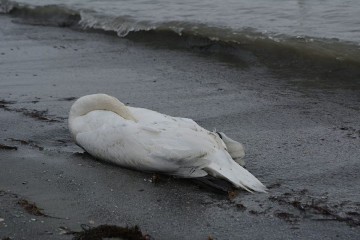 Suspiciuni de gripă aviară: două păsări, GĂSITE MOARTE pe plaja din Mangalia!