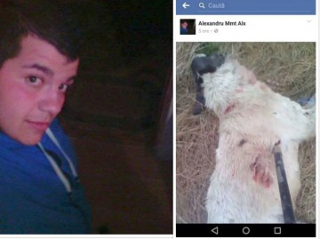 TERIFIANT! Un câine a fost mutilat de către un tânăr din Năvodari. Poliţia l-a identificat: cine este individul!