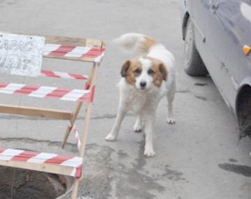 Sterilizare GRATUITĂ a câinilor cu şi fără stăpân din Constanţa, în curs de achiziţie!
