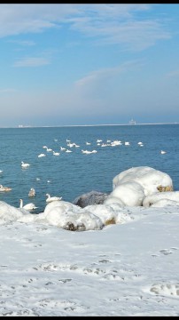 Peisaj de vis, la Eforie: Zăpadă, soare și... lebede!