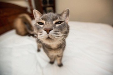 Locatarii unui imobil din Constanţa au ajuns la exasperare! „INVAZIE” de pisici într-un apartament