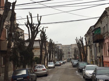 După nenumărate sesizări ale constănțenilor, Primăria a început toaletarea copacilor 