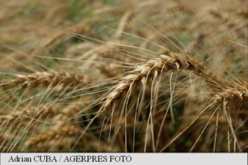 Prețul global al alimentelor a atins cel mai ridicat nivel din ultimii doi ani