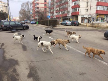 O HAITĂ de 20 de câini a băgat SPAIMĂ în locuitorii cartierului Poarta 6: „Aşteptăm să fie muşcat un copil, să vină să îi ia?”