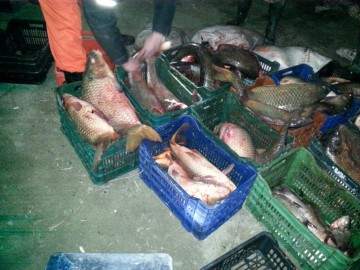 Doi tulceni au pescuit ILEGAL aproape 400 de kg de peşte