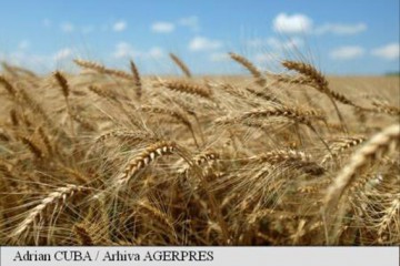 Principalii cumpărători de grâu îşi cresc producţia proprie
