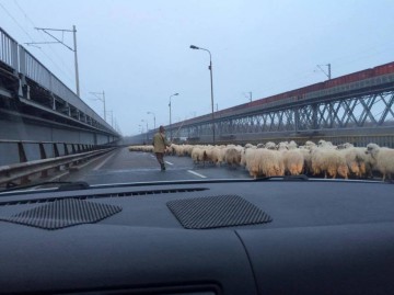Trafic îngreunat pe podul de la Cernavodă din cauza unei... turme de oi!