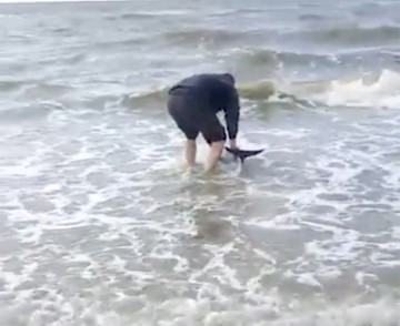 Pui de delfin salvat pe plaja din Eforie!