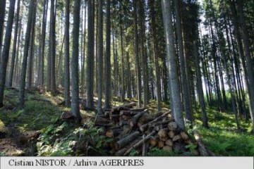 Austriecii de la Holzindustrie Schweighofer anunță că fac tot posibilul pentru a împiedica tăierile ilegale din România