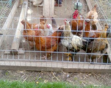 ALERTĂ LA ALMALĂU: O nouă suspiciune de gripă aviară!