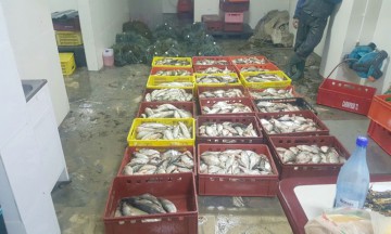 Aproximativ jumătate de tonă de peşte şi plase monofilament, confiscate de poliţiştii de frontieră