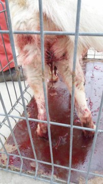 Pedepse ASPRE pentru torționarii moderni de animale