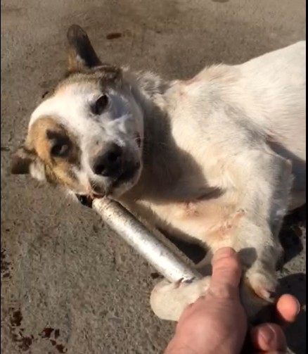 Un câine a fost CHINUIT până la sânge de hingheri - VIDEO!